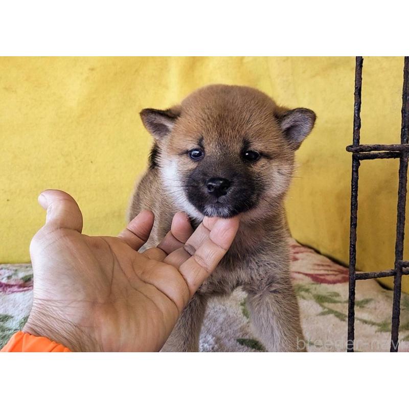 販売中の埼玉県の柴犬-432325の4枚目