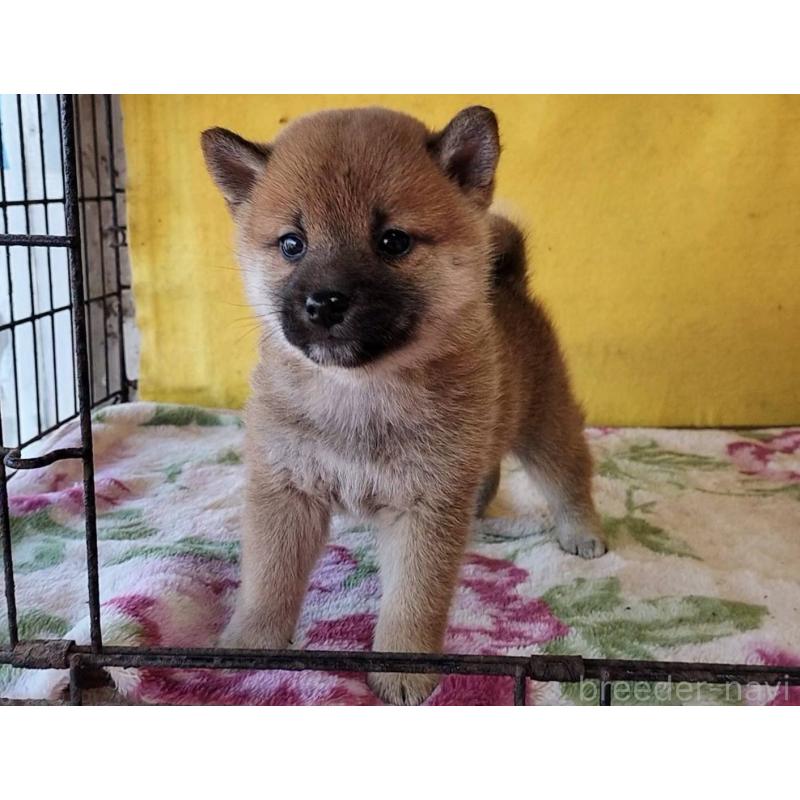 販売中の埼玉県の柴犬-432325の3枚目