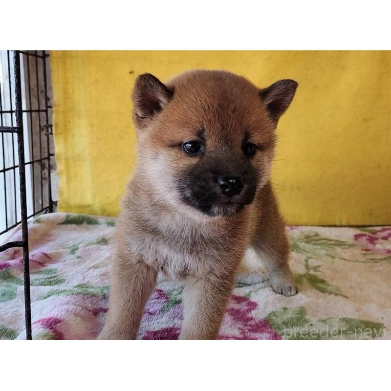 販売中の埼玉県の柴犬-432325の2枚目