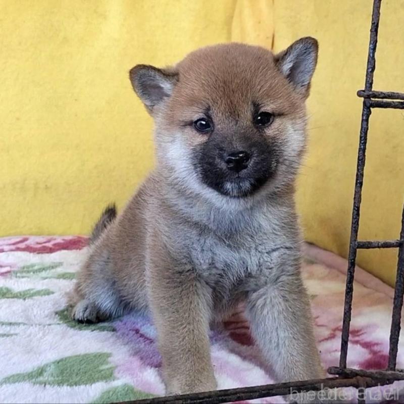 販売中の埼玉県の柴犬-432325の1枚目