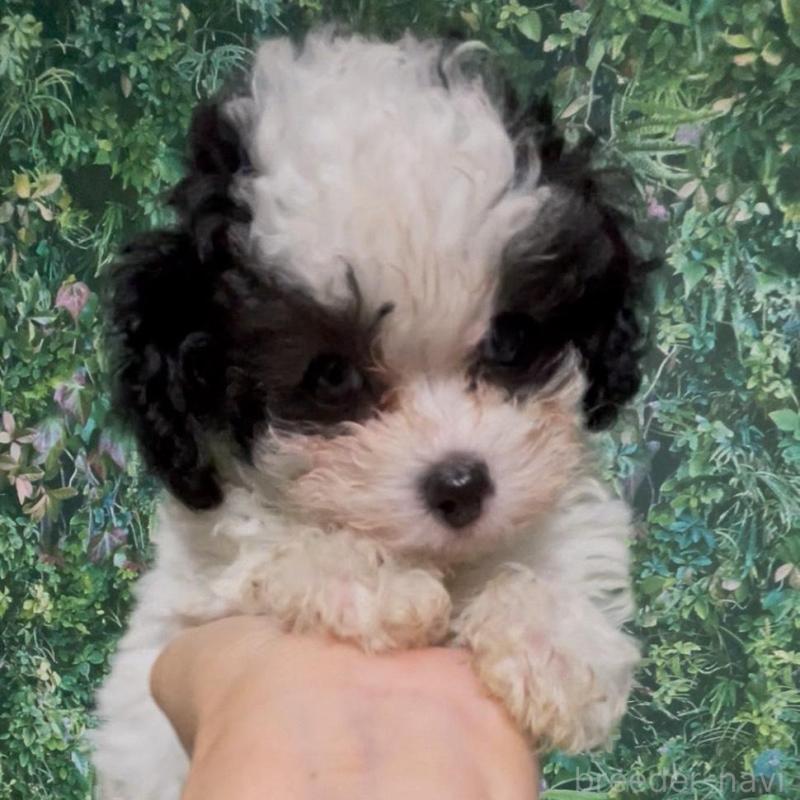 販売中の愛媛県のティーカッププードル-432327の1枚目