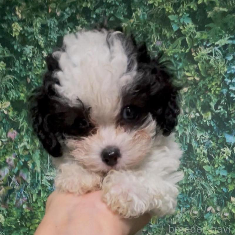 販売中の愛媛県のティーカッププードル-432327の4枚目