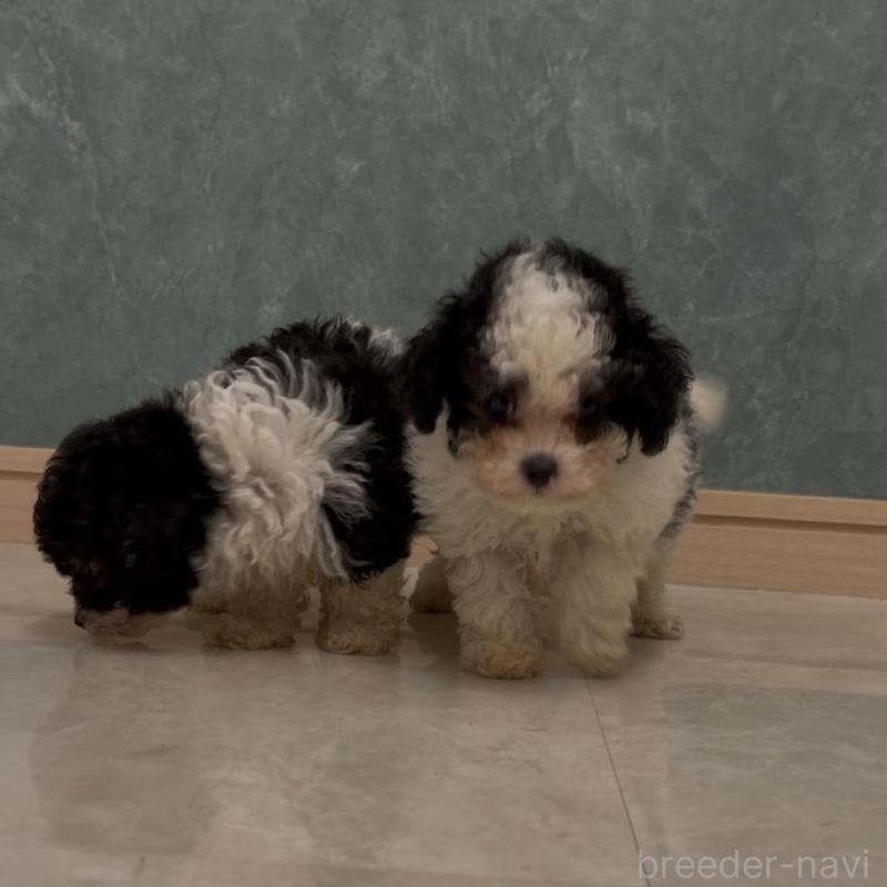 販売中の愛媛県のティーカッププードル-432327の3枚目