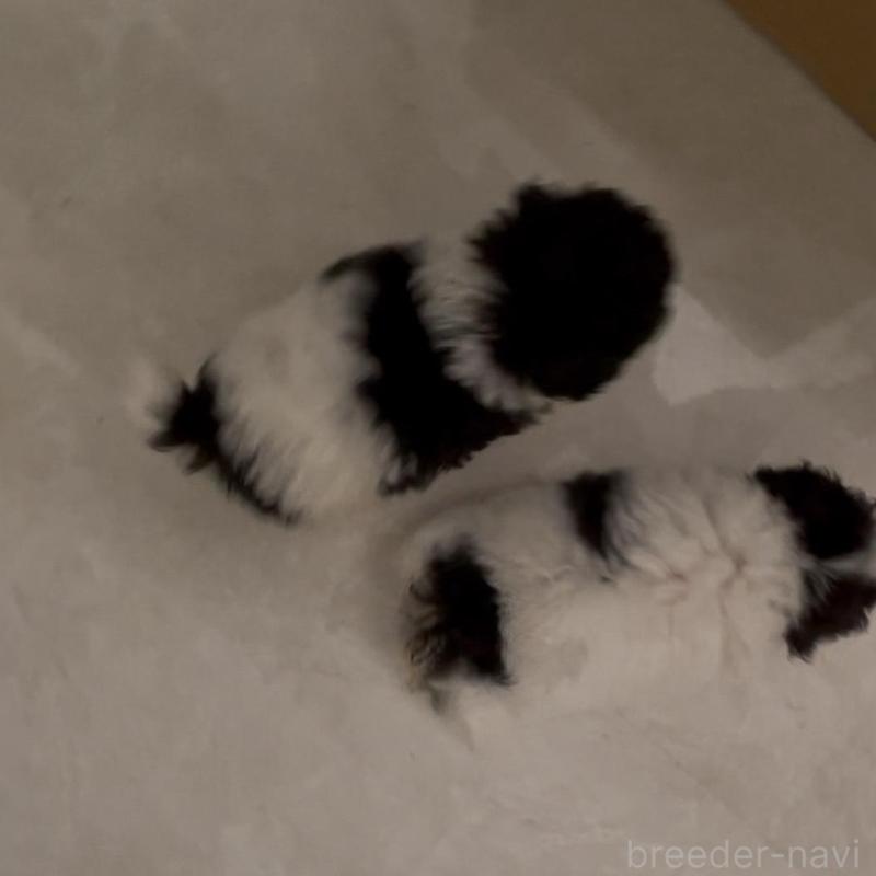 販売中の愛媛県のティーカッププードル-432327の2枚目