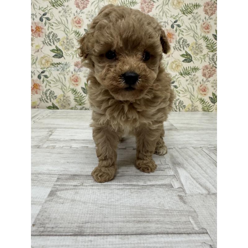 販売中の神奈川県のタイニープードル-432329の3枚目