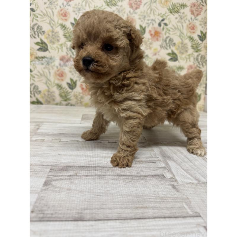 販売中の神奈川県のタイニープードル-432329の2枚目