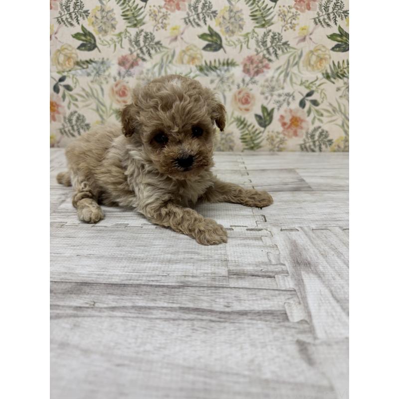 販売中の神奈川県のティーカッププードル-432330の3枚目