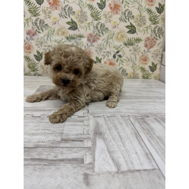 販売中の神奈川県のティーカッププードル-432330の2枚目