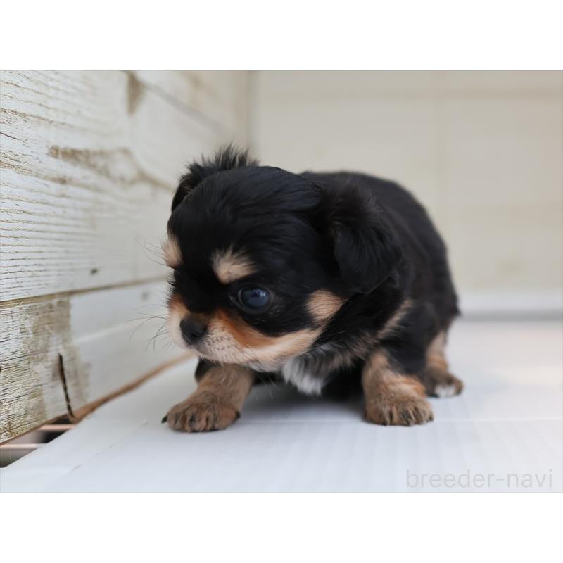 成約済の愛知県のチワワ(ロングコート)-430541の9枚目