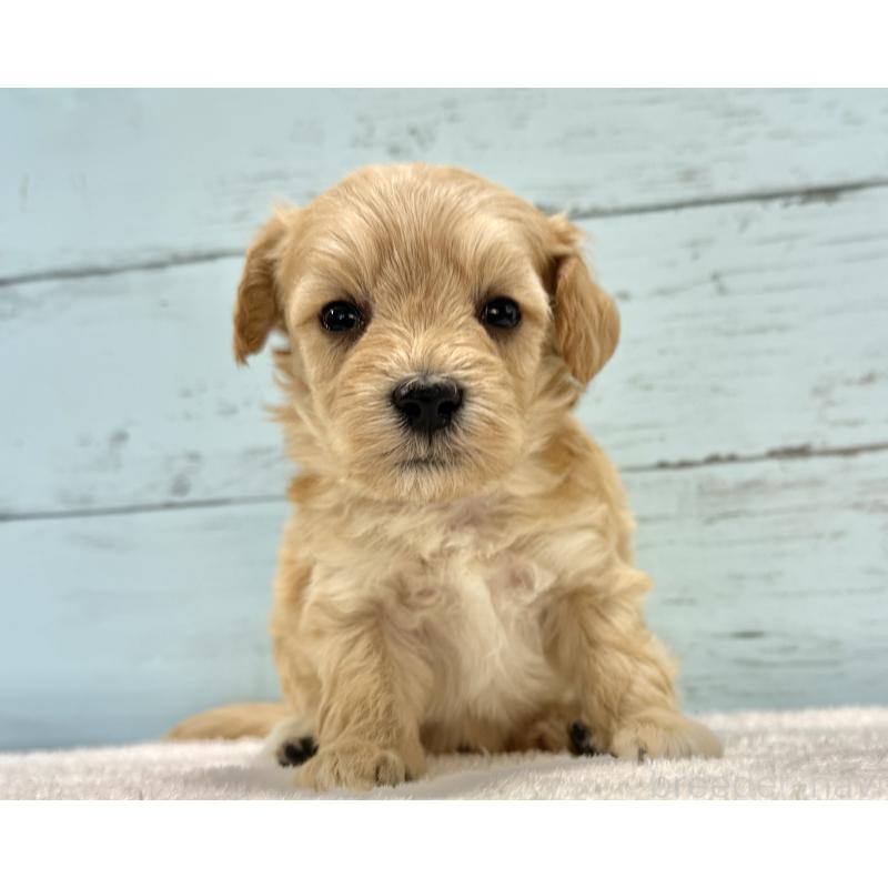 販売中の千葉県のマルプー:マルチーズ×トイプードル-432333の13枚目