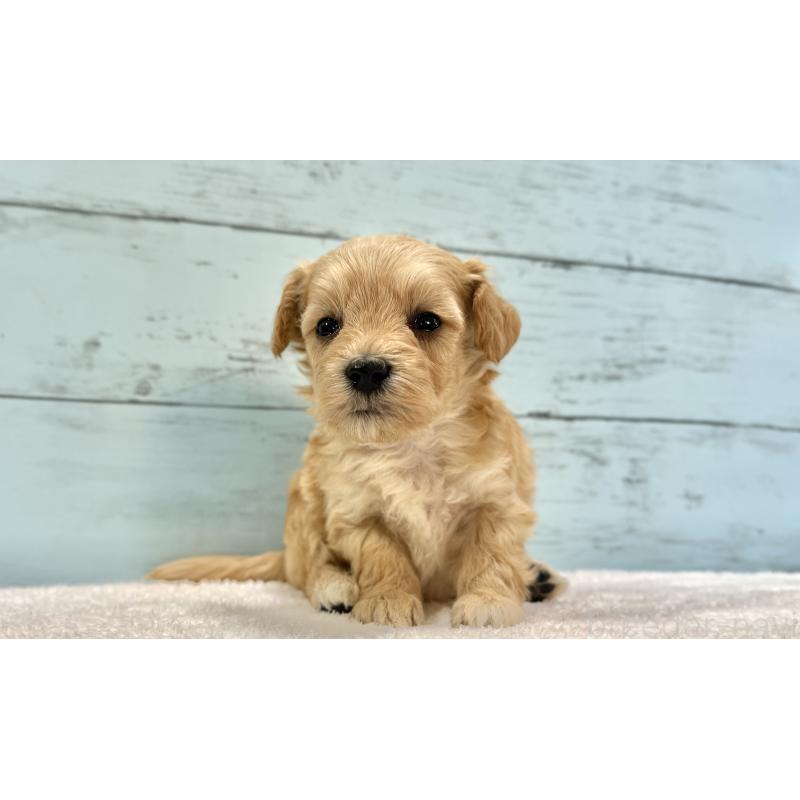 販売中の千葉県のマルプー:マルチーズ×トイプードル-432333の12枚目