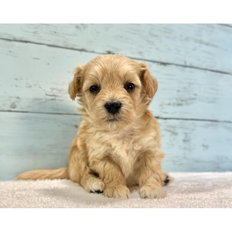 販売中の千葉県のマルプー:マルチーズ×トイプードル-432333の11枚目