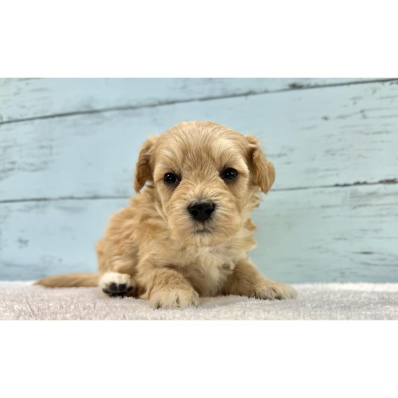 販売中の千葉県のマルプー:マルチーズ×トイプードル-432333の10枚目