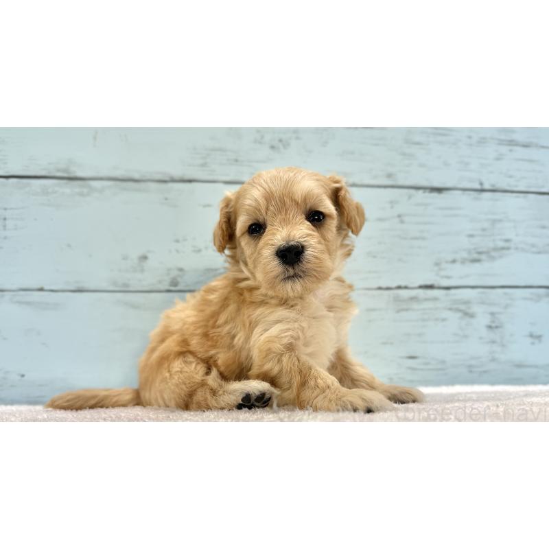 販売中の千葉県のマルプー:マルチーズ×トイプードル-432333の8枚目