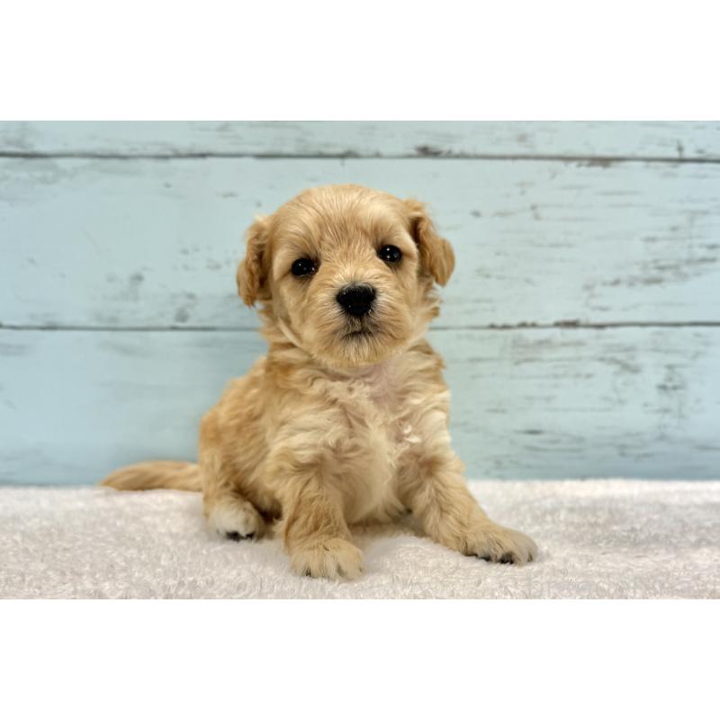 販売中の千葉県のマルプー:マルチーズ×トイプードル-432333の7枚目