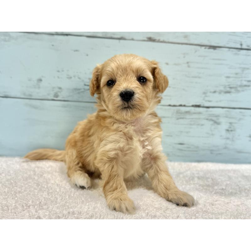 販売中の千葉県のマルプー:マルチーズ×トイプードル-432333の6枚目