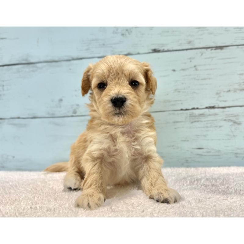 販売中の千葉県のマルプー:マルチーズ×トイプードル-432333の5枚目