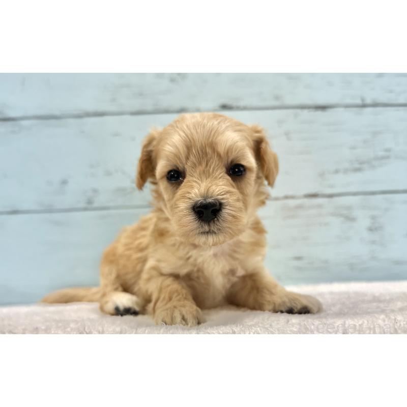 販売中の千葉県のマルプー:マルチーズ×トイプードル-432333の4枚目