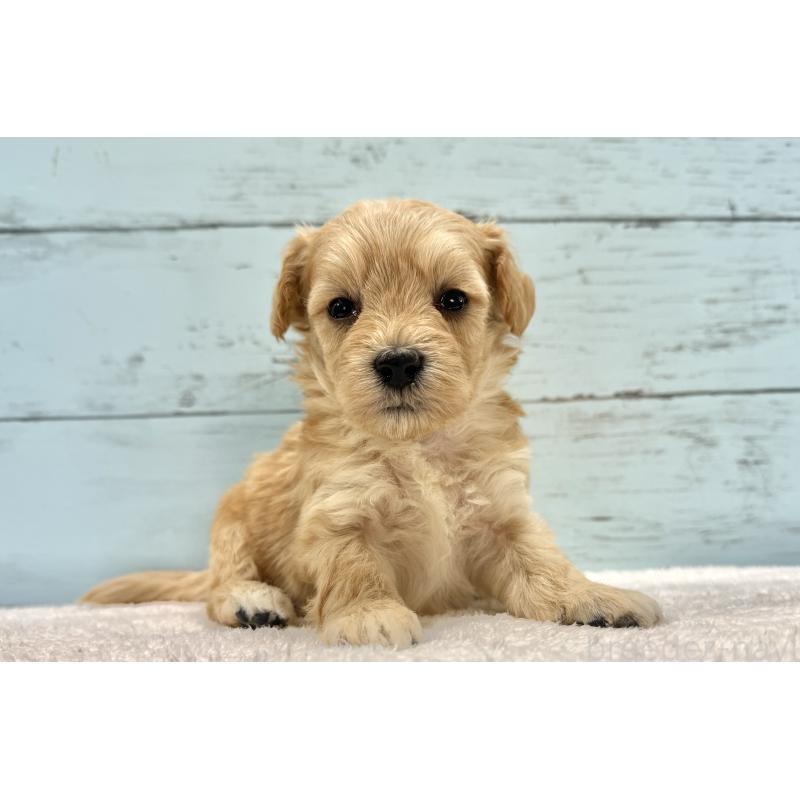 販売中の千葉県のマルプー:マルチーズ×トイプードル-432333の3枚目