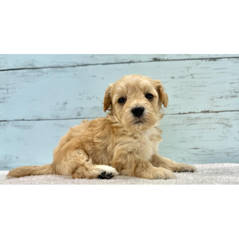 販売中の千葉県のマルプー:マルチーズ×トイプードル-432333の2枚目