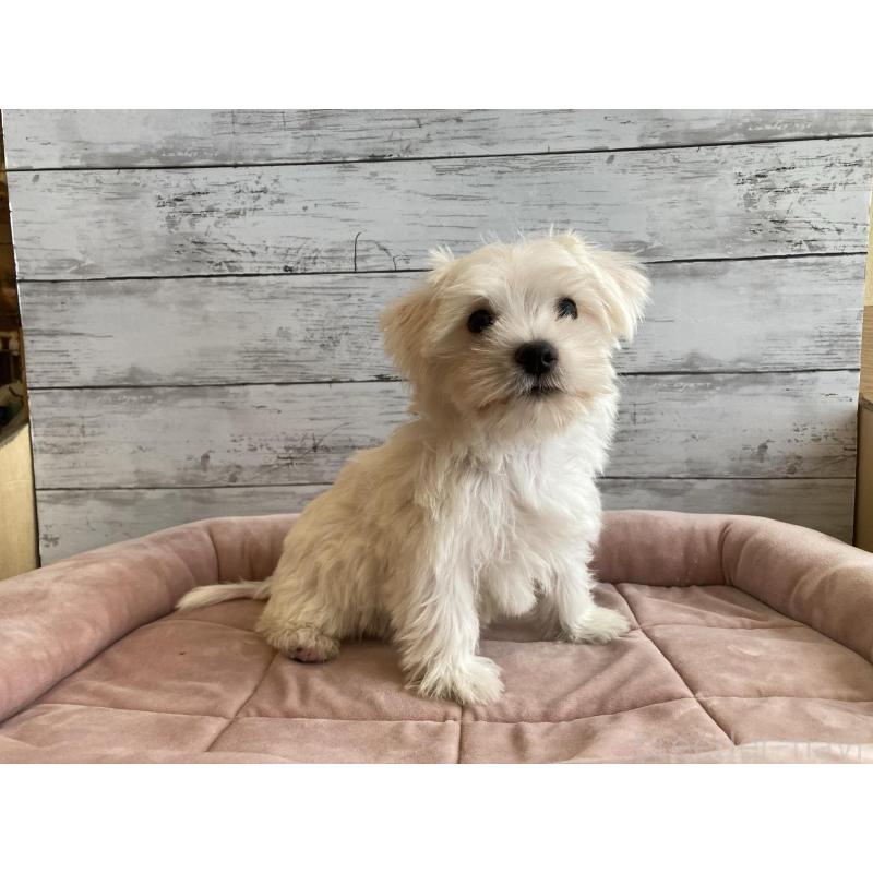 販売中の北海道のマルシュナ:マルチーズ×ミニチュアシュナウザー-427761の6枚目