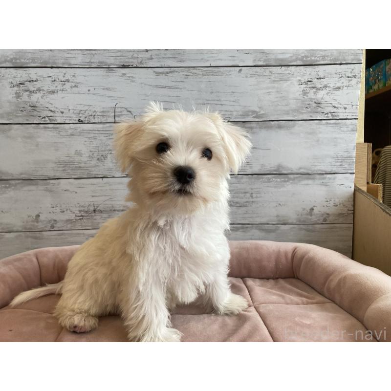 販売中の北海道のマルシュナ:マルチーズ×ミニチュアシュナウザー-427761の5枚目