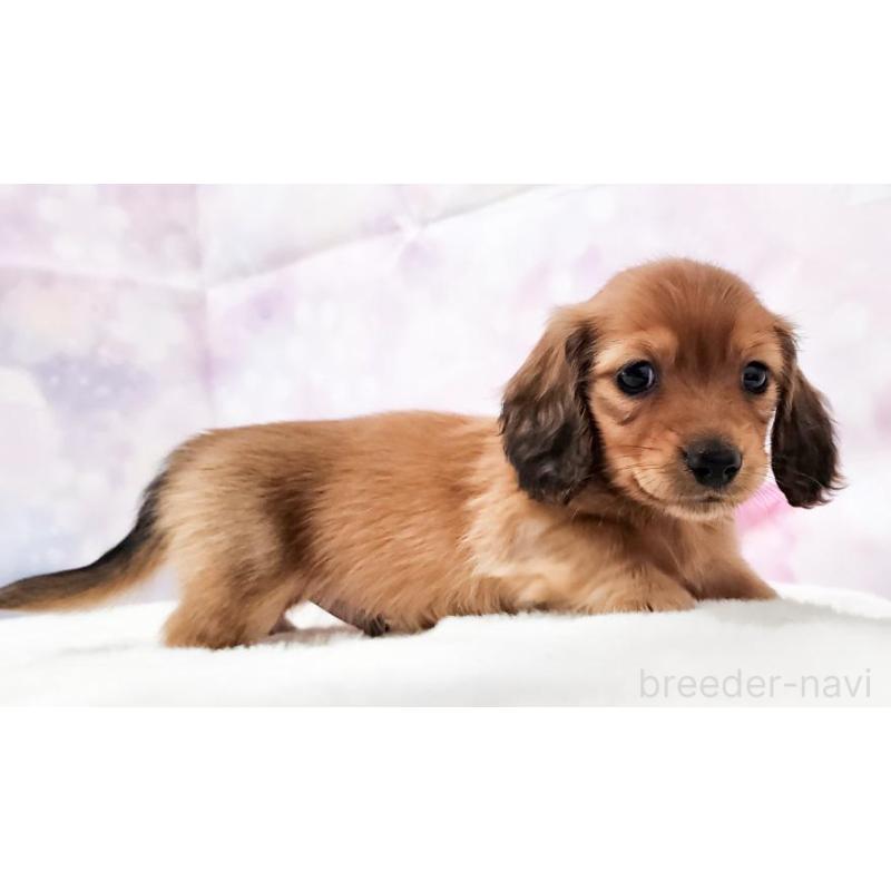 販売中の大阪府のミニチュアダックスフンド(ロングヘアード)-432332の4枚目