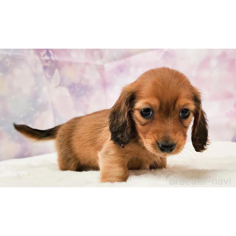 販売中の大阪府のミニチュアダックスフンド(ロングヘアード)-432332の3枚目