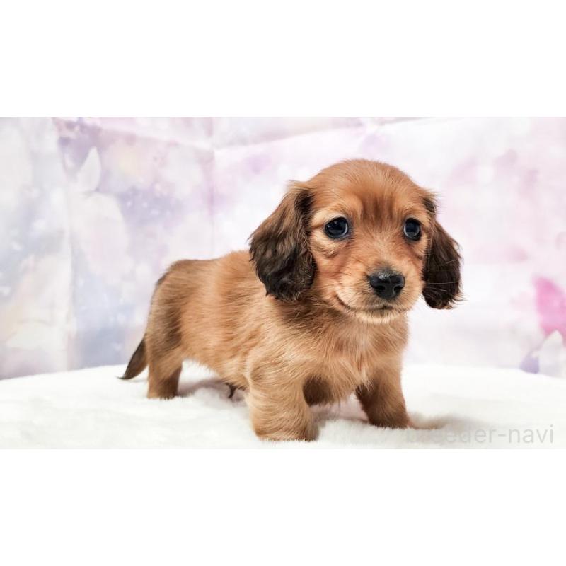 販売中の大阪府のミニチュアダックスフンド(ロングヘアード)-432332の2枚目