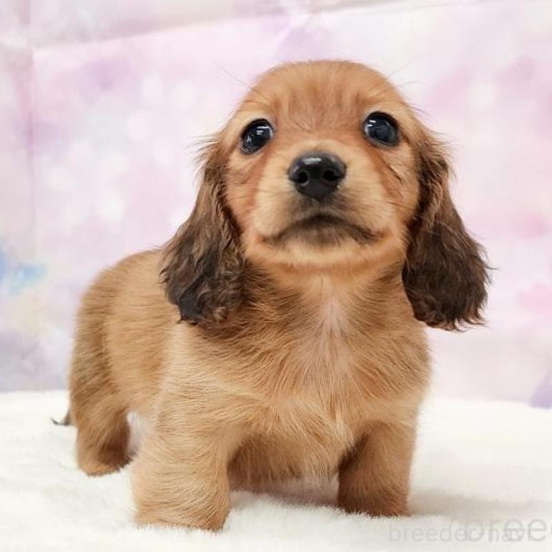 販売中の大阪府のミニチュアダックスフンド(ロングヘアード)-432332