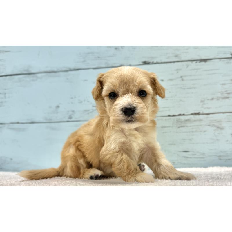 販売中の千葉県のマルプー:マルチーズ×トイプードル-432334の15枚目