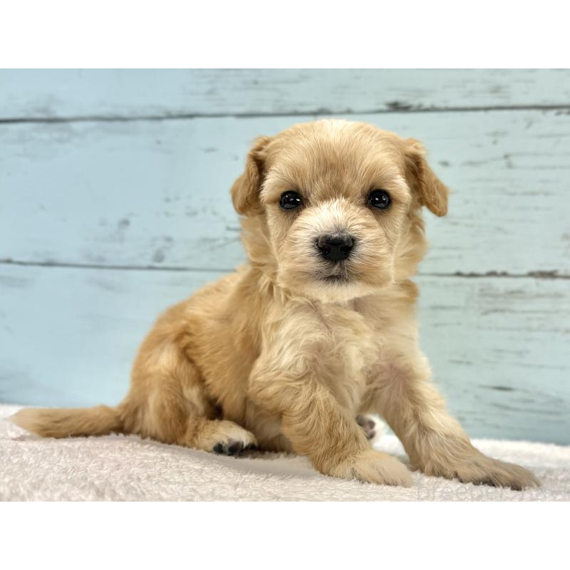 販売中の千葉県のマルプー:マルチーズ×トイプードル-432334の14枚目