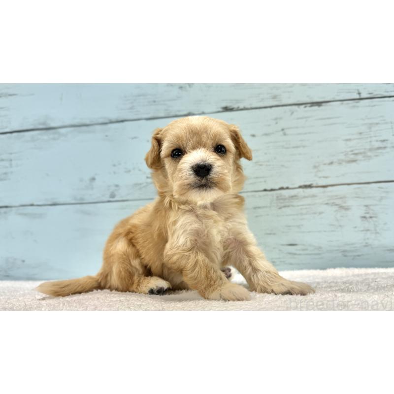 販売中の千葉県のマルプー:マルチーズ×トイプードル-432334の13枚目