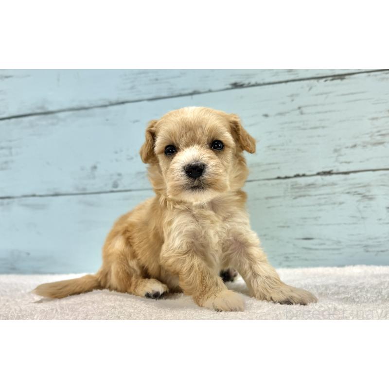 販売中の千葉県のマルプー:マルチーズ×トイプードル-432334の12枚目