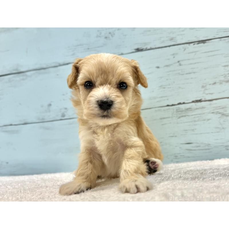 販売中の千葉県のマルプー:マルチーズ×トイプードル-432334の11枚目