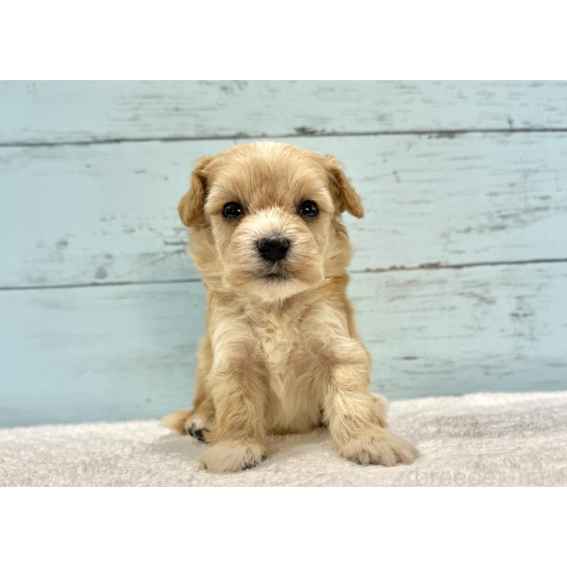 販売中の千葉県のマルプー:マルチーズ×トイプードル-432334の10枚目