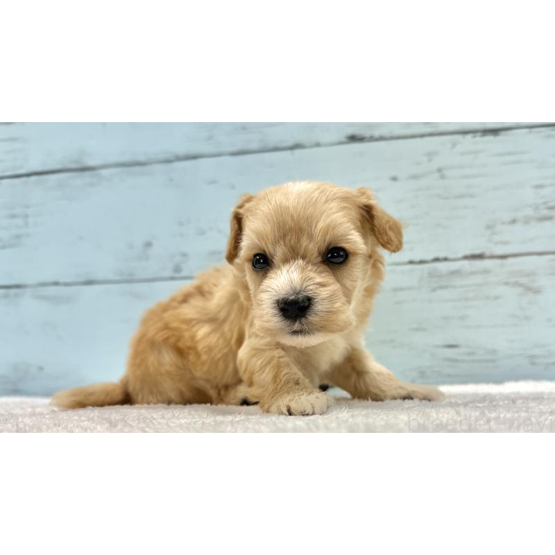 販売中の千葉県のマルプー:マルチーズ×トイプードル-432334の9枚目