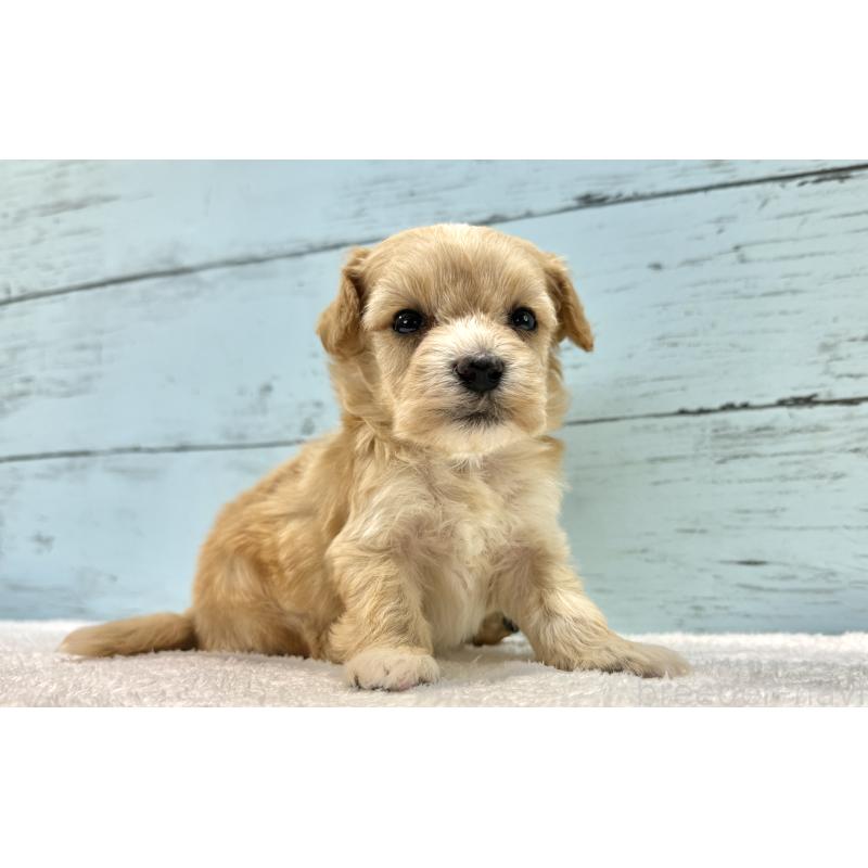 販売中の千葉県のマルプー:マルチーズ×トイプードル-432334の8枚目