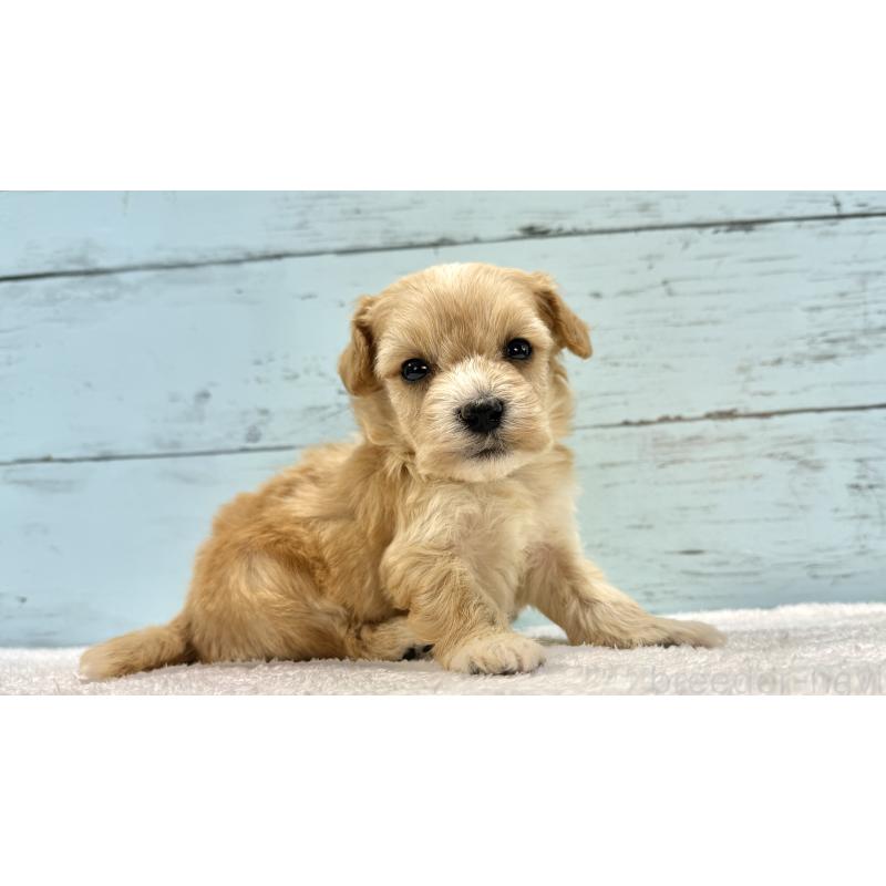 販売中の千葉県のマルプー:マルチーズ×トイプードル-432334の7枚目