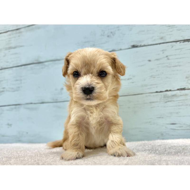 販売中の千葉県のマルプー:マルチーズ×トイプードル-432334の6枚目