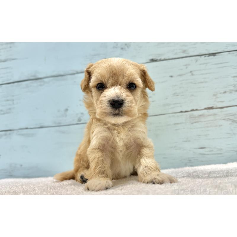 販売中の千葉県のマルプー:マルチーズ×トイプードル-432334の4枚目