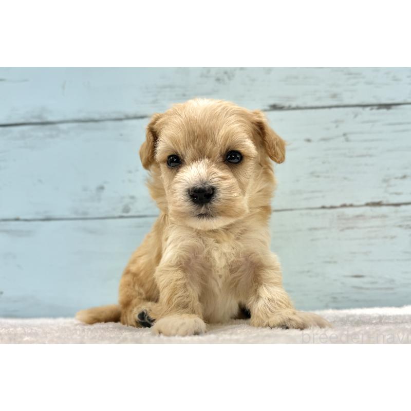 販売中の千葉県のマルプー:マルチーズ×トイプードル-432334の3枚目