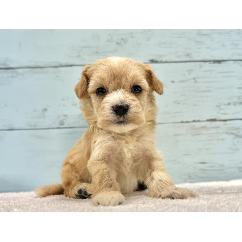 販売中の千葉県のマルプー:マルチーズ×トイプードル-432334の2枚目