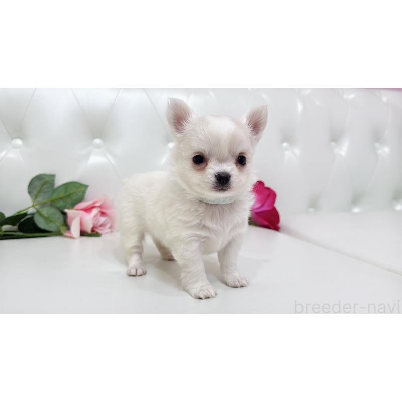 販売中の埼玉県のチワワ(ロングコート)-430690