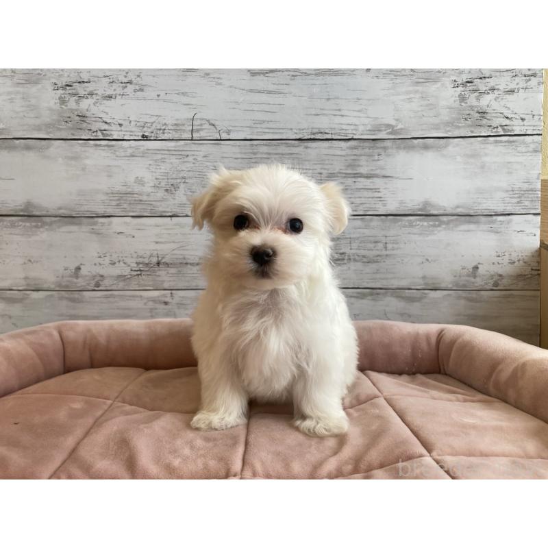 成約済の北海道のマルチーズ-428218の4枚目