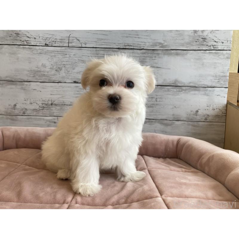 成約済の北海道のマルチーズ-428218の2枚目