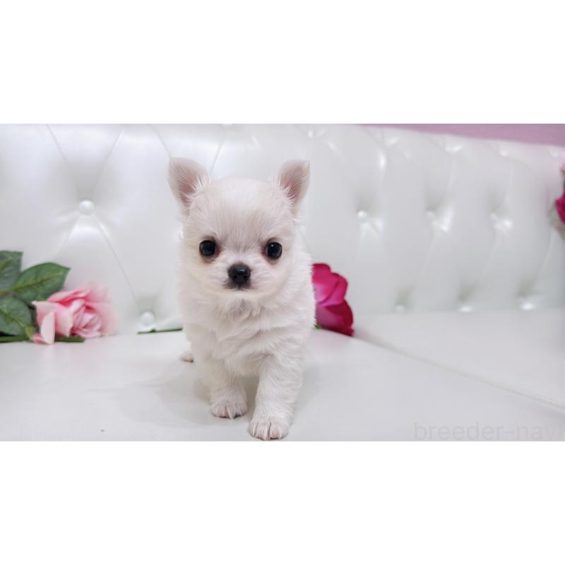 販売中の埼玉県のチワワ(ロングコート)-430693