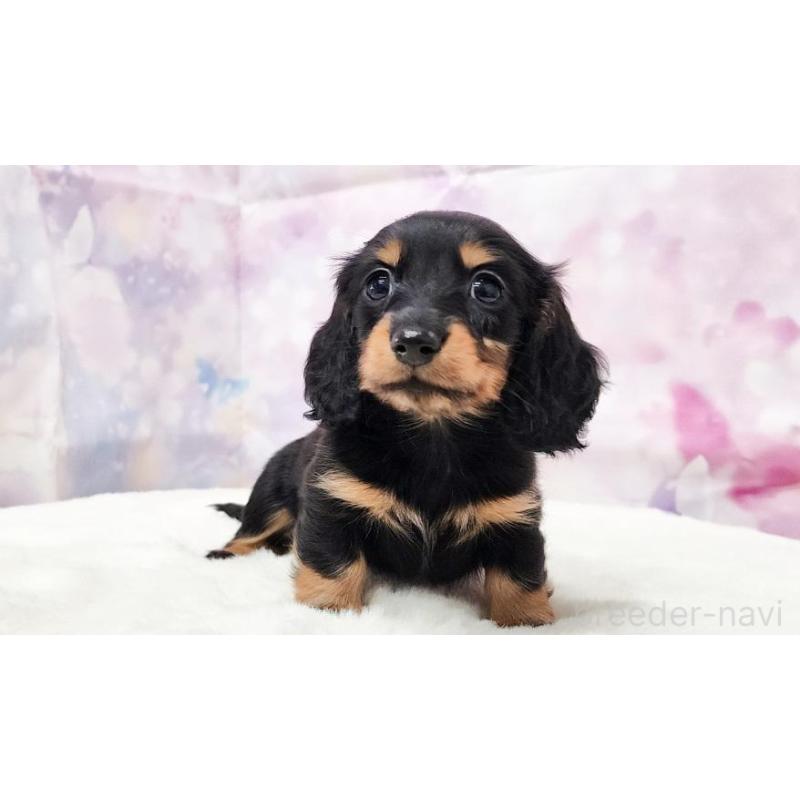 販売中の大阪府のミニチュアダックスフンド(ロングヘアード)-432335の5枚目