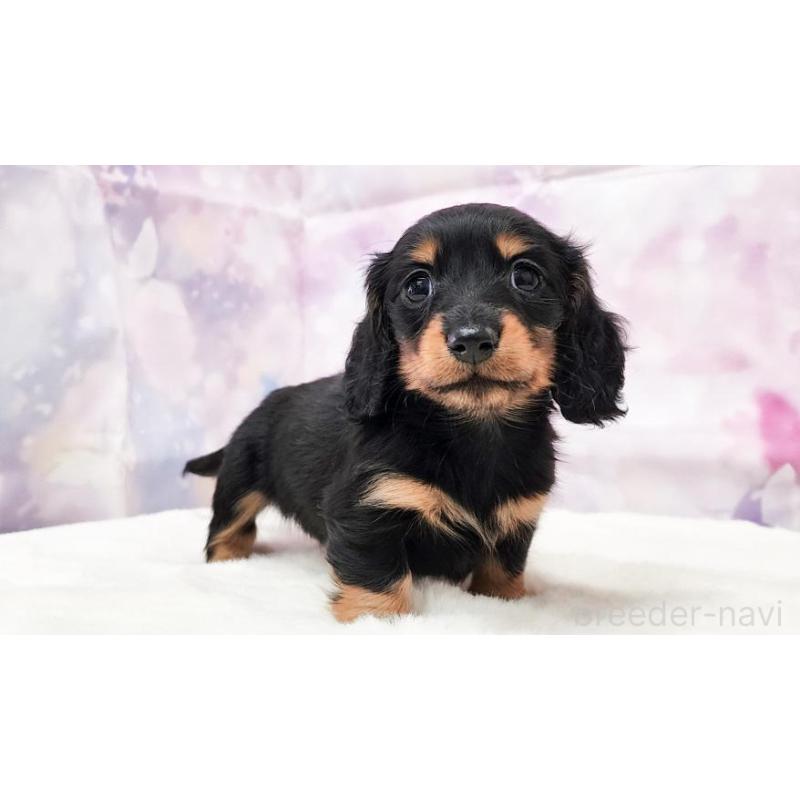 販売中の大阪府のミニチュアダックスフンド(ロングヘアード)-432335の4枚目