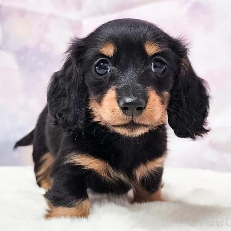 販売中の大阪府のミニチュアダックスフンド(ロングヘアード)-432335の1枚目